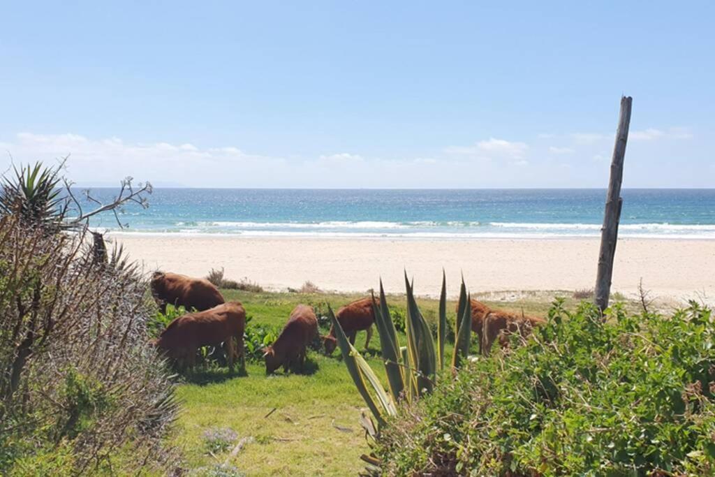 Bolonia Beach Campus Tarifa Exteriér fotografie